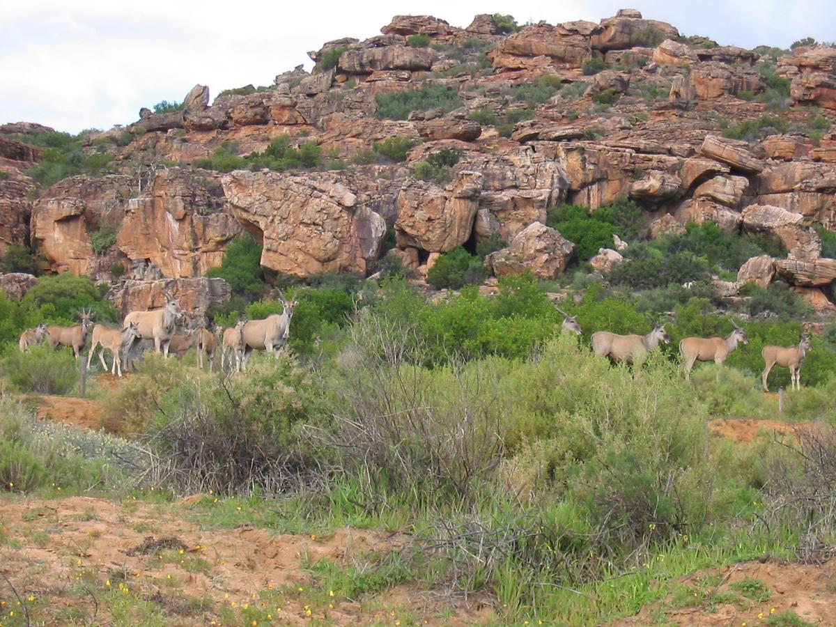Traveller'S Rest Villa Clanwilliam Exterior foto
