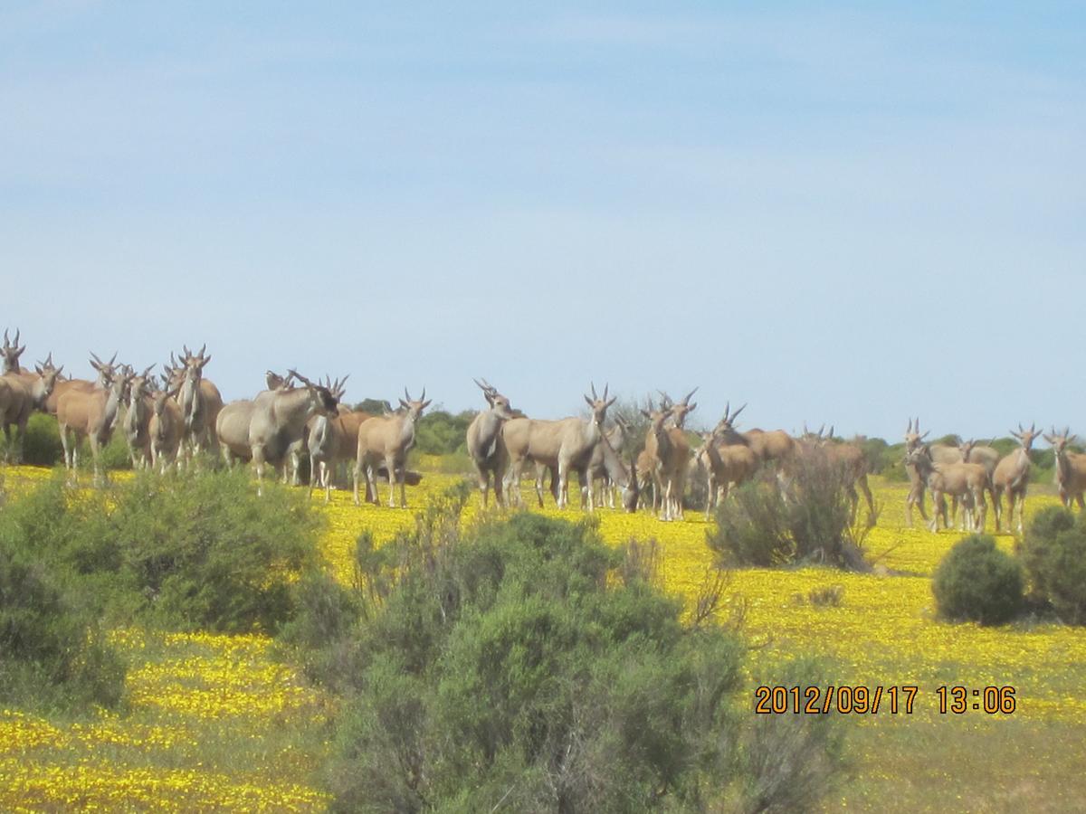 Traveller'S Rest Villa Clanwilliam Exterior foto